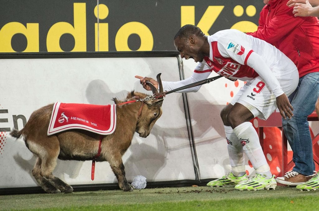 Czy maskotka FC Köln Hennes IX przyniesie szczęście Kozłom ...